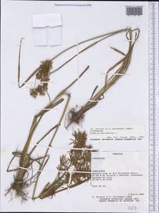 Cyperus esculentus L., America (AMER) (Paraguay)