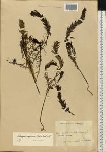 Melampyrum arvense L., Eastern Europe, Central forest-and-steppe region (E6) (Russia)