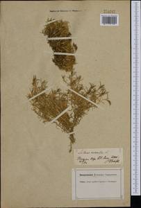 Silene acaulis (L.) Jacq., Western Europe (EUR) (Switzerland)