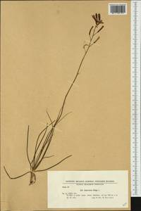 Anthericum liliago L., Western Europe (EUR) (Bulgaria)