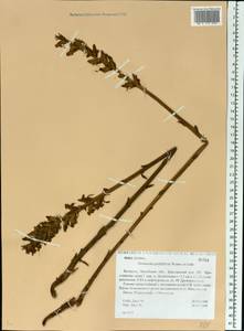 Orobanche reticulata subsp. pallidiflora (Wimm. & Grab.) Hayek, Eastern Europe, Belarus (E3a) (Belarus)