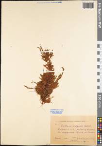 Calluna vulgaris (L.) Hull, Eastern Europe, Northern region (E1) (Russia)