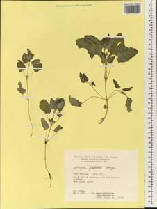 Atriplex flabellum Bunge ex Boiss., South Asia, South Asia (Asia outside ex-Soviet states and Mongolia) (ASIA) (Iran)