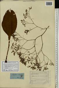 Limonium meyeri (Boiss.) Kuntze, Eastern Europe, Lower Volga region (E9) (Russia)