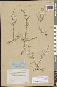 Catabrosa aquatica (L.) P.Beauv., Eastern Europe, Lower Volga region (E9) (Russia)