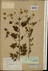 Tanacetum partheniifolium (Willd.) Sch. Bip., Caucasus (no precise locality) (K0)