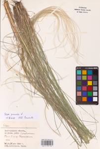 Stipa pennata L., Eastern Europe (no precise locality) (E0)