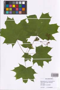 Acer platanoides L., Eastern Europe, Central forest-and-steppe region (E6) (Russia)