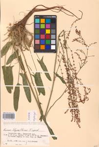 Rumex thyrsiflorus Fingerh., Eastern Europe, Central region (E4) (Russia)