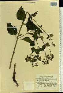 Mirabilis nyctaginea (Michx.) MacMill., Eastern Europe, Central region (E4) (Russia)