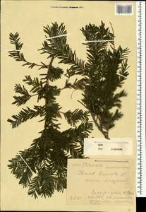 Taxus baccata L., Crimea (KRYM) (Russia)