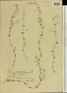 Galium uliginosum L., Eastern Europe, West Ukrainian region (E13) (Ukraine)