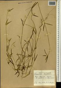 Pandiaka angustifolia (Vahl) Hepper, Africa (AFR) (Mali)