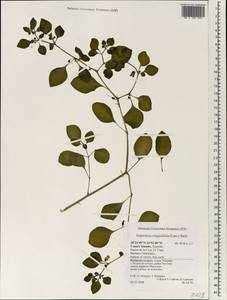 Salpichroa origanifolia (Lam.) Baillon, Africa (AFR) (Spain)