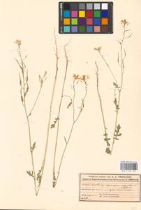 Sinapis alba subsp. dissecta (Lag.) Simonk., Eastern Europe, Moscow region (E4a) (Russia)