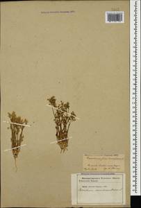 Cerastium semidecandrum L., Caucasus, Azerbaijan (K6) (Azerbaijan)