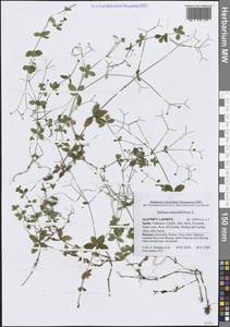 Galium rotundifolium L., Western Europe (EUR) (Spain)