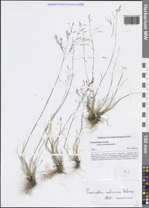 Puccinellia tenuiflora (Griseb.) Scribn. & Merr., Siberia, Altai & Sayany Mountains (S2) (Russia)