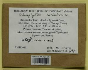 Echinophyllum sachalinense (Lindb.) T.J. O'Brien, Bryophytes, Bryophytes - Russian Far East (excl. Chukotka & Kamchatka) (B20) (Russia)