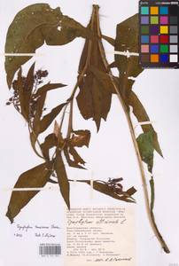Symphytum tanaicense Steven, Eastern Europe, Rostov Oblast (E12a) (Russia)