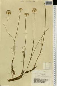 Allium clathratum Ledeb., Siberia, Altai & Sayany Mountains (S2) (Russia)