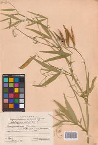 Lathyrus sylvestris L., Eastern Europe, West Ukrainian region (E13) (Ukraine)