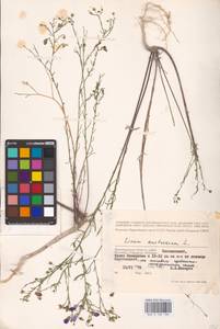 Linum austriacum L., Eastern Europe, Lower Volga region (E9) (Russia)