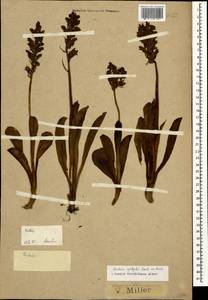 Orchis spitzelii Saut. ex W.D.J.Koch, Caucasus, Krasnodar Krai & Adygea (K1a) (Russia)