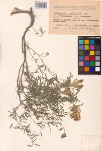 Astragalus albicaulis DC., Eastern Europe, Lower Volga region (E9) (Russia)