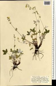 Potentilla crebridens Juz., Mongolia (MONG) (Mongolia)