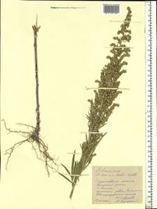 Artemisia dubia Wall. ex Besser, Eastern Europe, Lower Volga region (E9) (Russia)