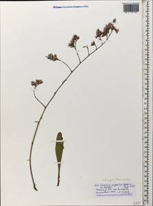 Limonium scoparium (Pall. ex Willd.) Stankov, Caucasus, Krasnodar Krai & Adygea (K1a) (Russia)