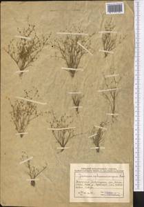 Juncus sphaerocarpus Nees, Middle Asia, Northern & Central Kazakhstan (M10) (Kazakhstan)