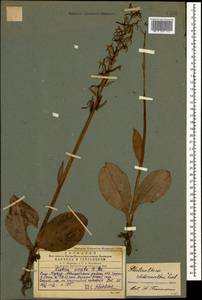 Platanthera chlorantha (Custer) Rchb., Caucasus, Georgia (K4) (Georgia)