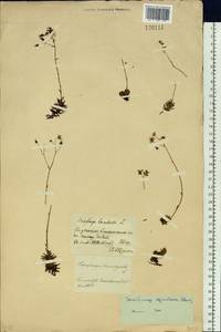 Saxifraga bronchialis subsp. bronchialis, Siberia, Baikal & Transbaikal region (S4) (Russia)