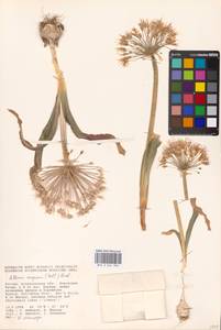 Allium caspium (Pall.) M.Bieb., Eastern Europe, Lower Volga region (E9) (Russia)