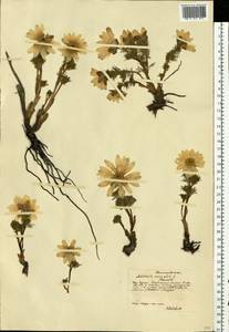 Adonis vernalis L., Eastern Europe, Central forest-and-steppe region (E6) (Russia)