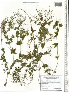 Potentilla erecta (L.) Raeusch., Eastern Europe, North Ukrainian region (E11) (Ukraine)