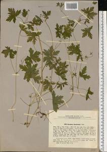 Geranium divaricatum Ehrh., Eastern Europe, South Ukrainian region (E12) (Ukraine)