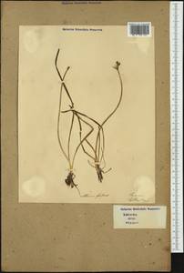 Allium lusitanicum Lam., Western Europe (EUR) (Italy)