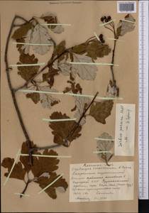 Hedlundia persica (Hedl.) Mezhenskyj, Middle Asia, Western Tian Shan & Karatau (M3) (Kyrgyzstan)