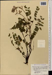 Hedysarum caucasicum M.Bieb., Caucasus, Abkhazia (K4a) (Abkhazia)