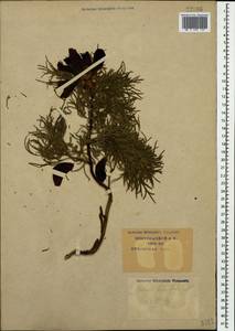 Paeonia tenuifolia L., Caucasus, Krasnodar Krai & Adygea (K1a) (Russia)