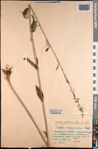 Urtica dioica var. holosericea Fr., Siberia, Yakutia (S5) (Russia)