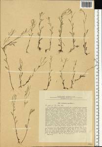 Cardamine parviflora L., Eastern Europe, Central region (E4) (Russia)