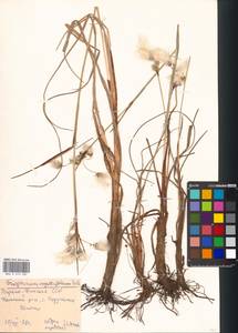 Eriophorum angustifolium Honck., Eastern Europe, Northern region (E1) (Russia)