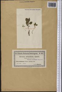 Aronia arbutifolia (L.) Pers., America (AMER) (Poland)