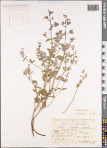 Nepeta cyanea, Caucasus, Dagestan (K2) (Russia)