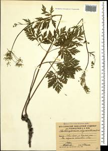 Eleutherospermum cicutarium (M. Bieb.) Boiss., Caucasus, South Ossetia (K4b) (South Ossetia)