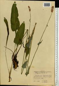 Bistorta officinalis subsp. officinalis, Eastern Europe, Central region (E4) (Russia)